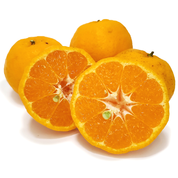 瀬戸内ポンカン  農薬・肥料不使用 広島県産