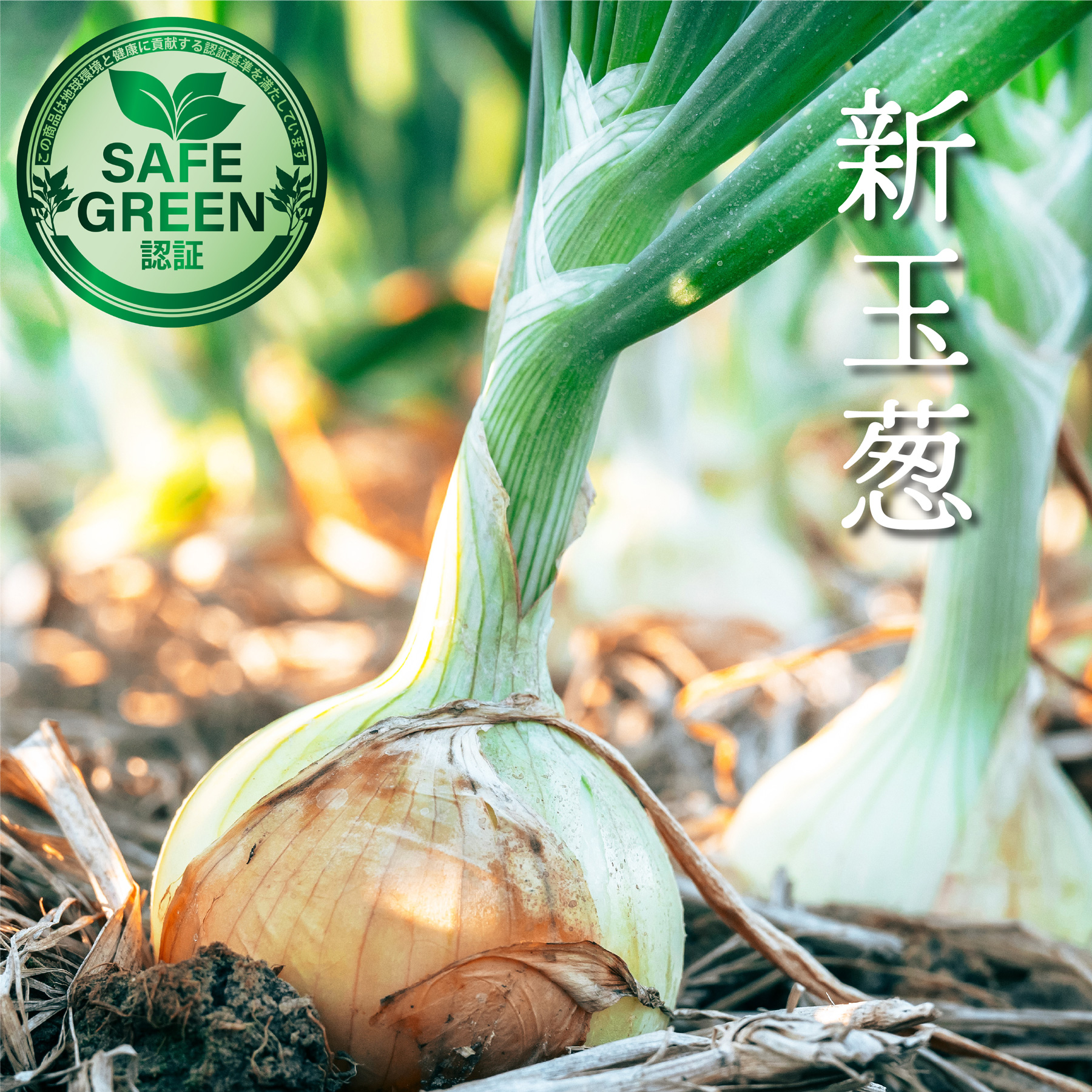 新玉葱 化学農薬・化学肥料不使用 神奈川県産