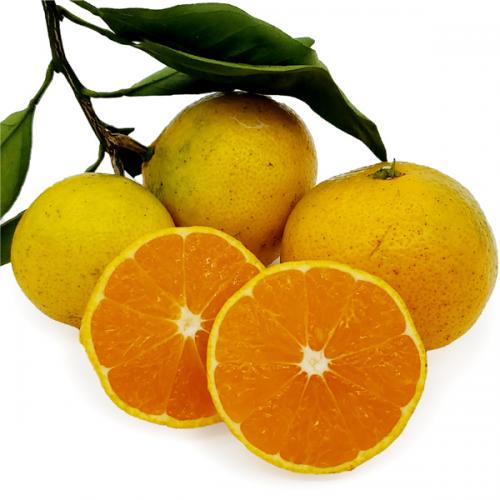 蜜柑 みかん ミカン 化学農薬・化学肥料不使用 愛媛県産