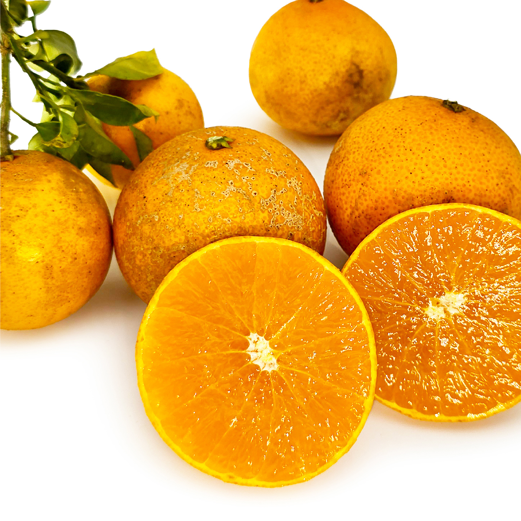 【今なら10％OFF】 紅マドンナ 蜜柑 みかん ミカン 1kg 化学農薬・化学肥料不使用 愛媛県産